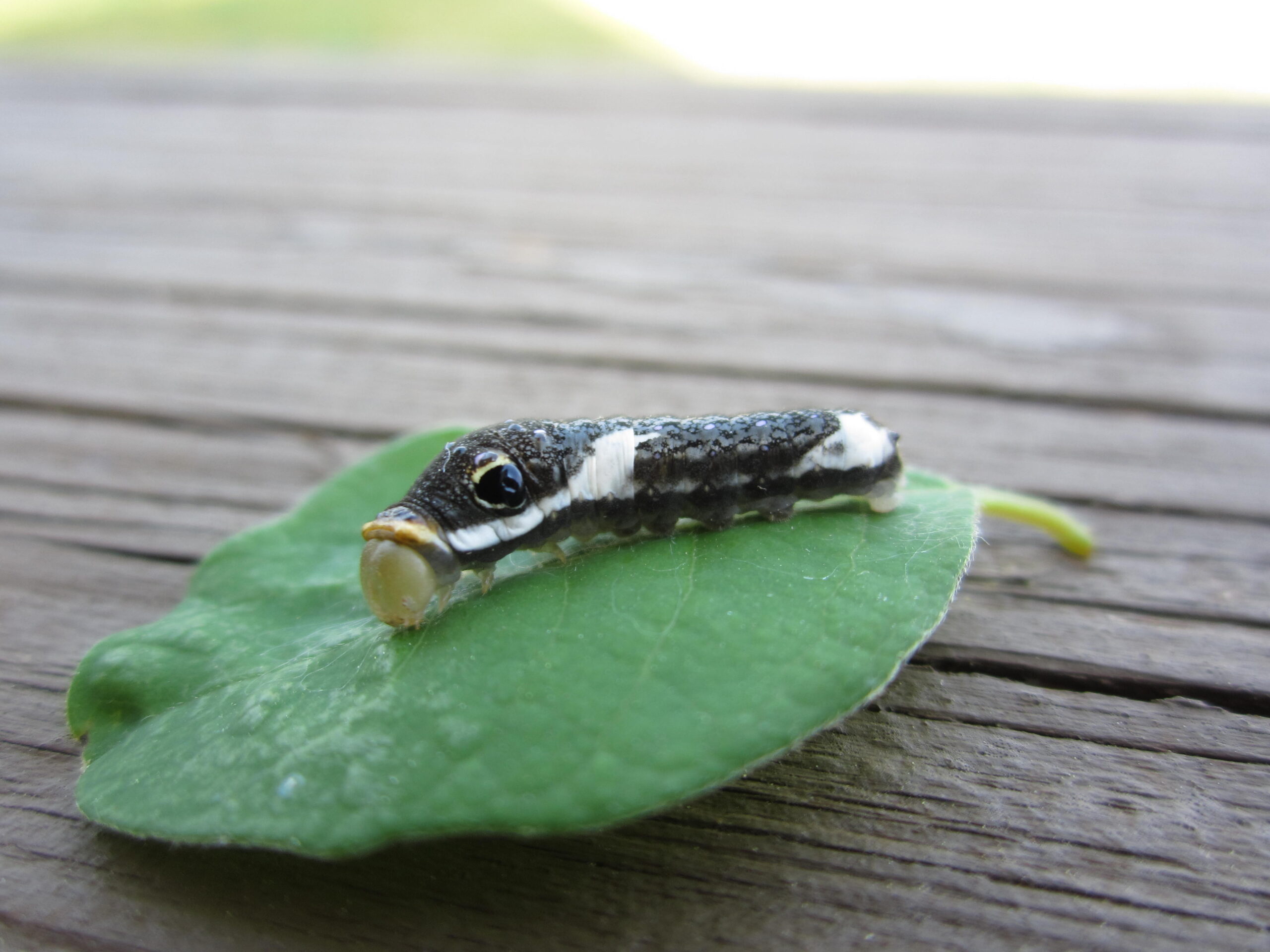bug on a leaf