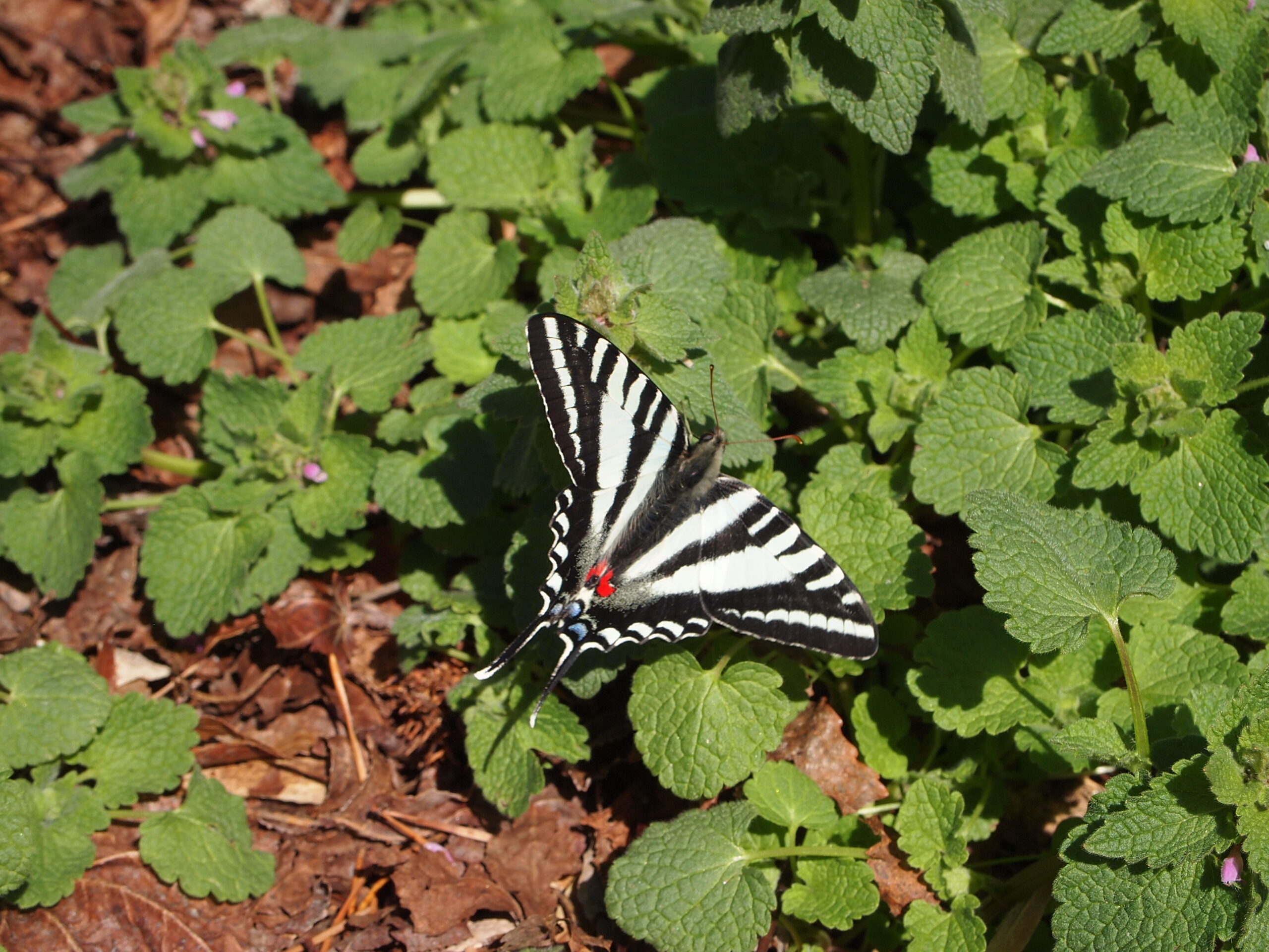 USA Butterfly Exhibitions