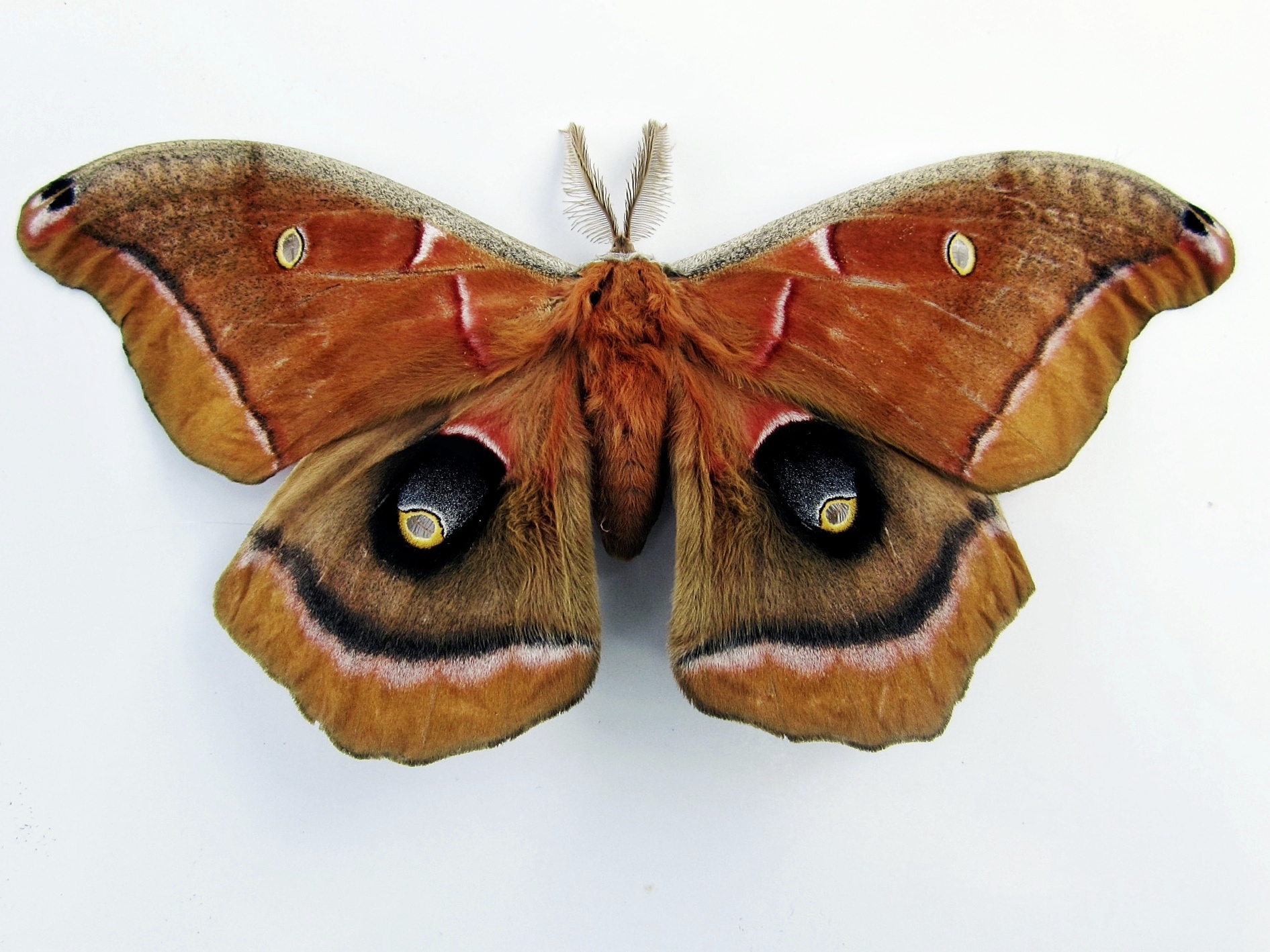 red moth