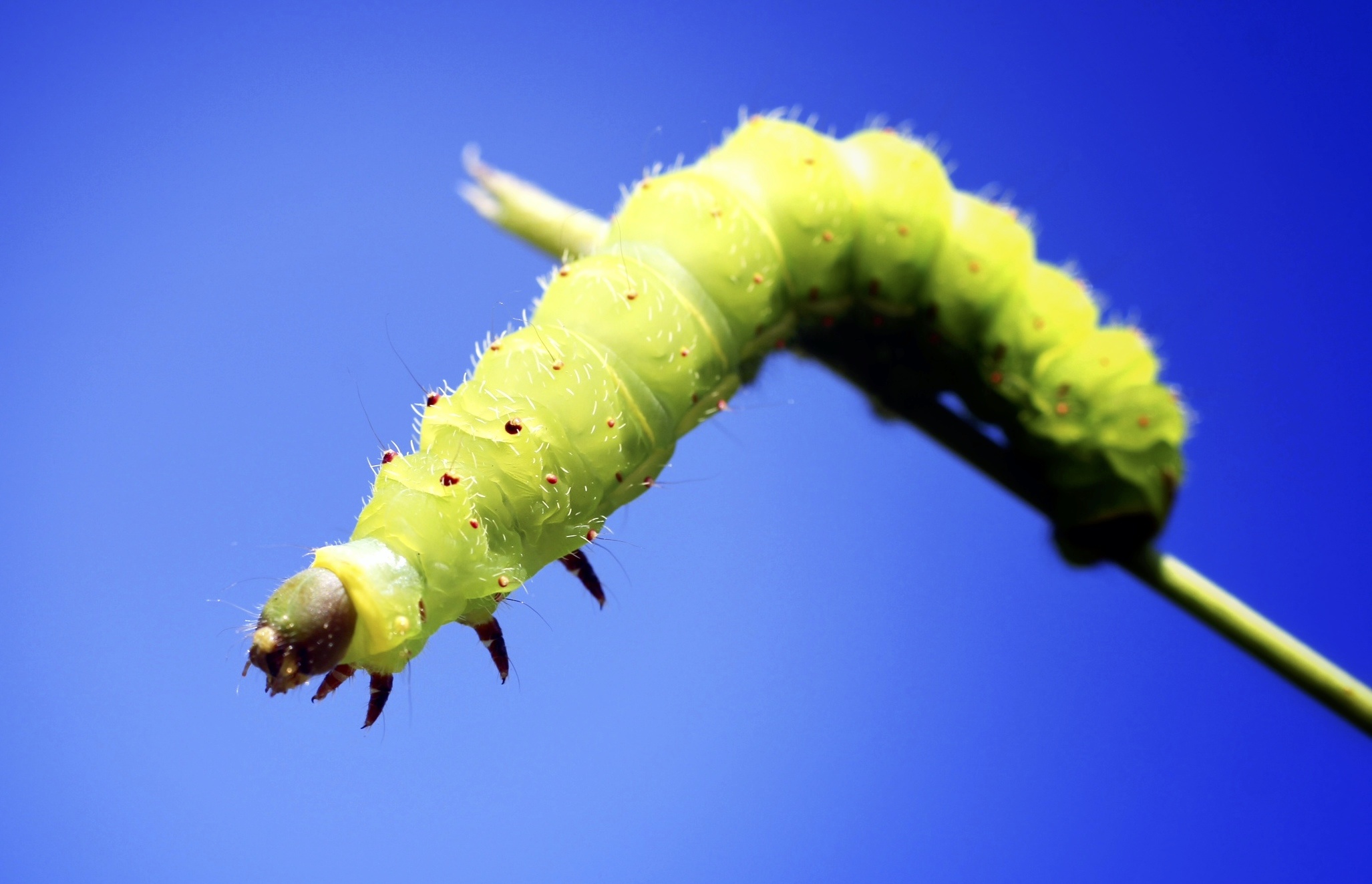 Caterpillar on a stick