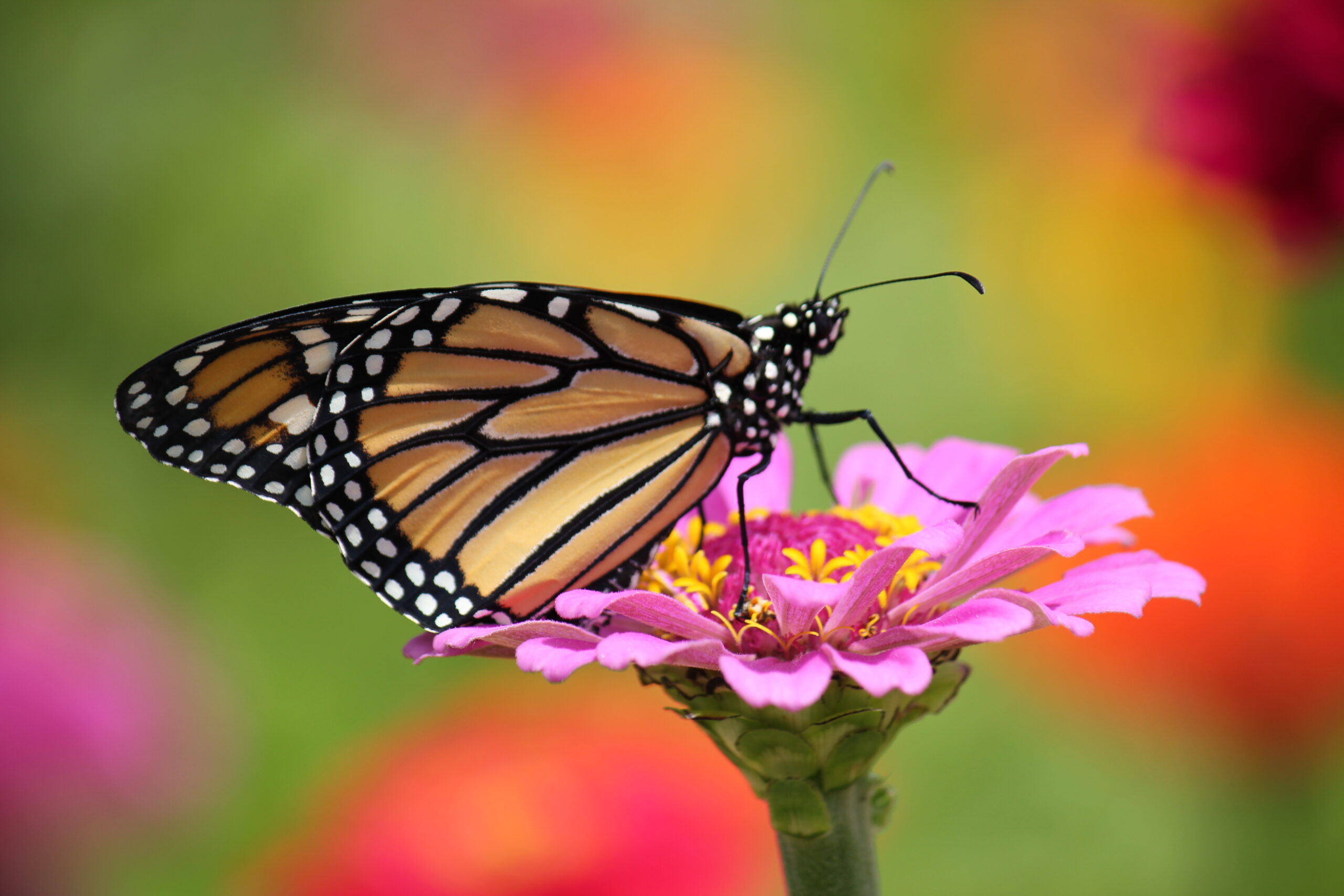 butterfly on flower