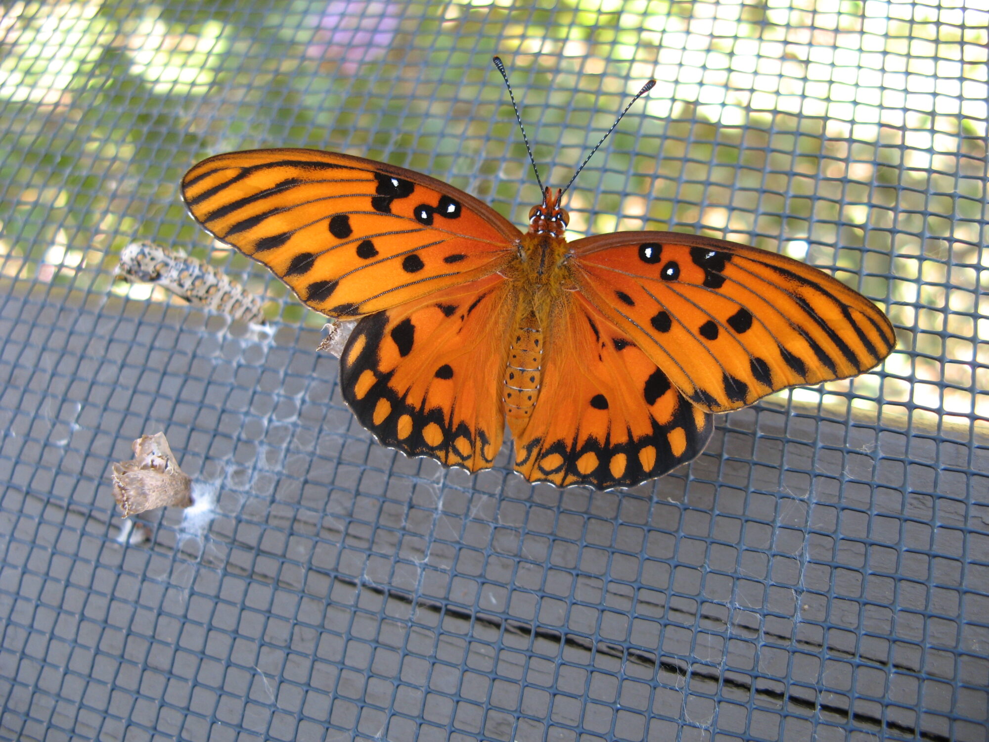 orange and black butterfly