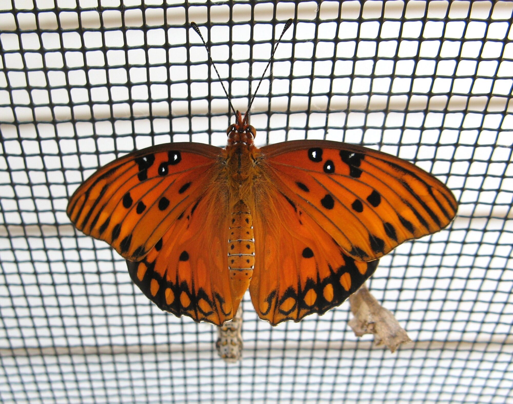 butterfly