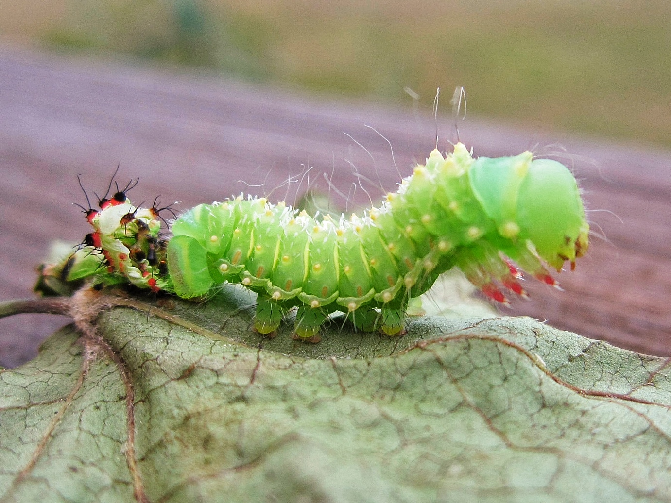 caterpillar